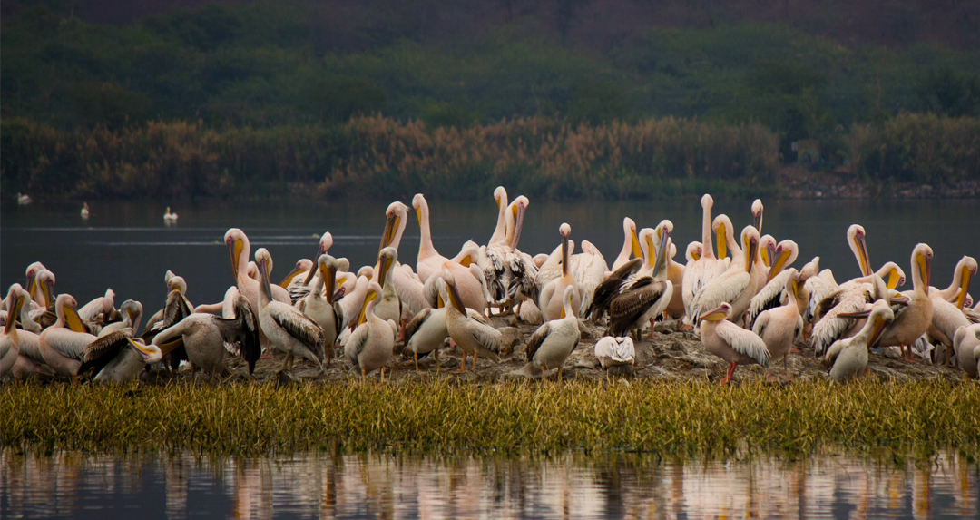 Ranthambore Birding